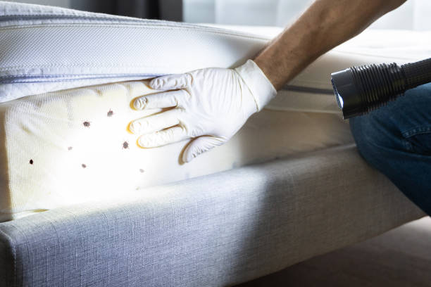 Best Mosquito Control Services  in Dewitt, AR