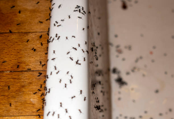 Best Pest Control Near Me in Dewitt, AR